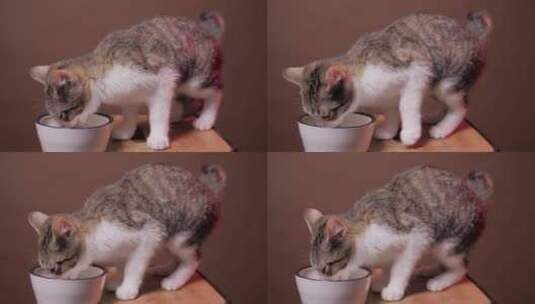 小猫在吃碗里的食物高清在线视频素材下载