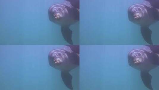 海底里游动的海豚高清在线视频素材下载