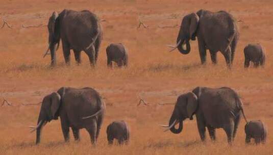 非洲稀树草原上的母象和小象高清在线视频素材下载