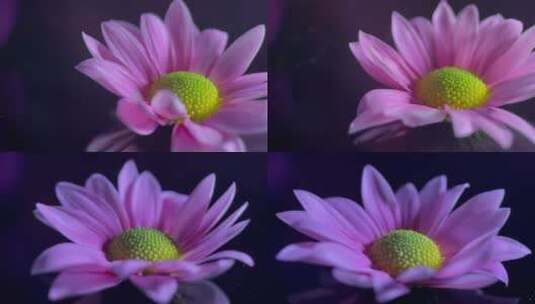 【镜头合集】微距鲜花厨具非洲菊花蕊花粉高清在线视频素材下载