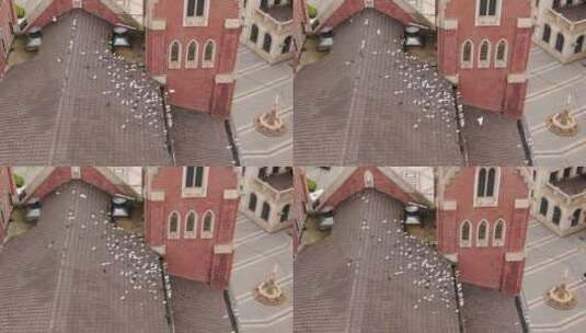 航拍屋顶成群的白鸽高清在线视频素材下载