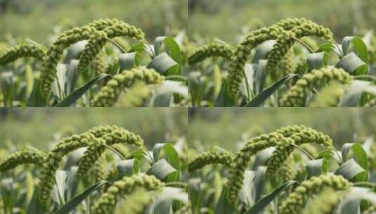 小米种植高清在线视频素材下载