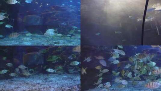 【镜头合集】海底神秘深海世界海洋生物高清在线视频素材下载