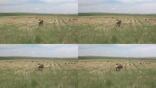 走在绿色平原上的驴子高清在线视频素材下载