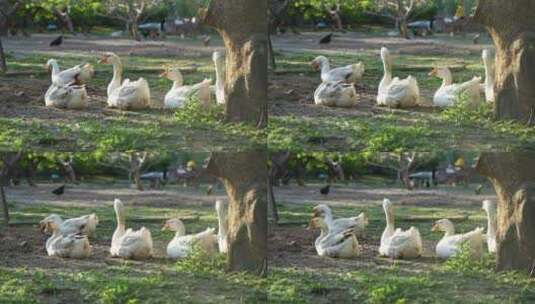 鹅群在树下休息养殖户散养鹅高清在线视频素材下载