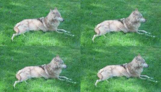 灰狼在绿草地上休息高清在线视频素材下载