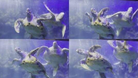 海龟游泳高清在线视频素材下载