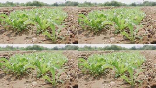 东北农村种菜，浇水高清在线视频素材下载