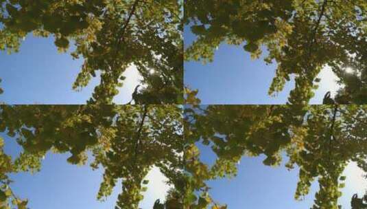 秋景秋天里金黄唯美的阳光银杏树树叶高清在线视频素材下载