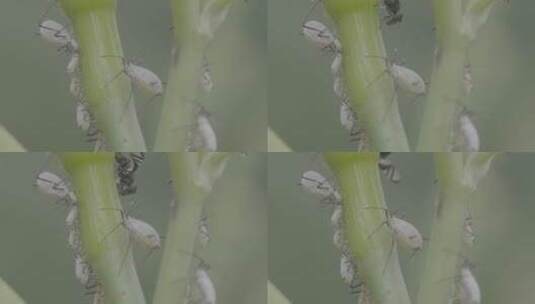 植物上成排的蚜虫LOG高清在线视频素材下载