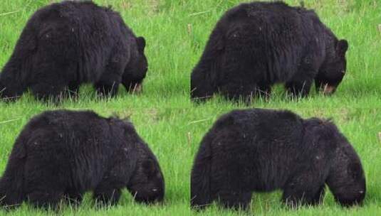 大黑熊在草地上放牧高清在线视频素材下载