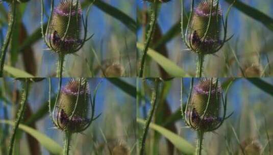昆虫爬在摇动的花蕾上高清在线视频素材下载