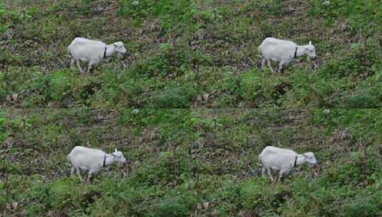 山羊在草地上吃东西高清在线视频素材下载