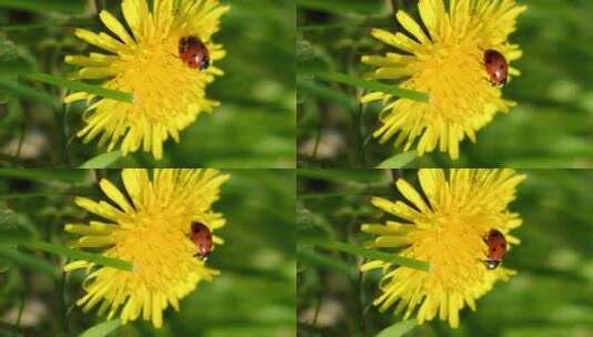 蒲公英花上的瓢虫高清在线视频素材下载