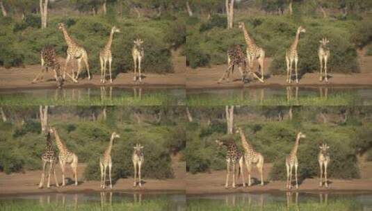 长颈鹿鹿群在河中喝水高清在线视频素材下载