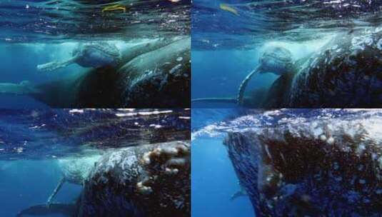 座头鲸在水下的特写高清在线视频素材下载