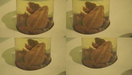 两栖动物青蛙蛤蟆树蛙标本高清在线视频素材下载