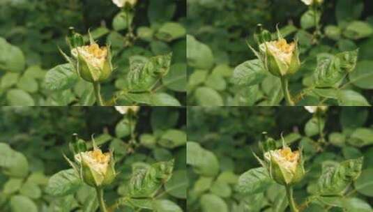 月季花花蕾特写高清在线视频素材下载