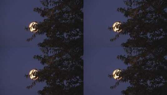 枝头上的月亮高清在线视频素材下载