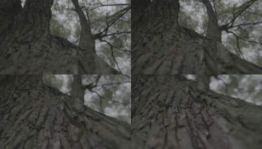 香樟树纹理高清在线视频素材下载