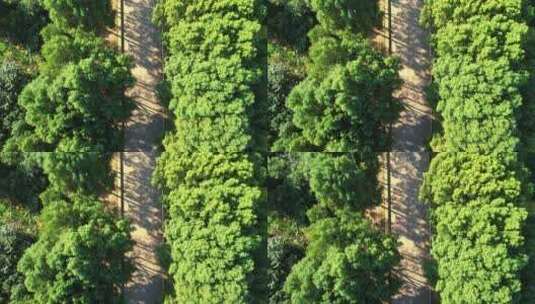 航拍阳光照耀下的乡村国道林荫道路高清在线视频素材下载