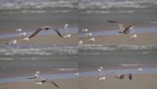 海鸟 海鸥高清在线视频素材下载
