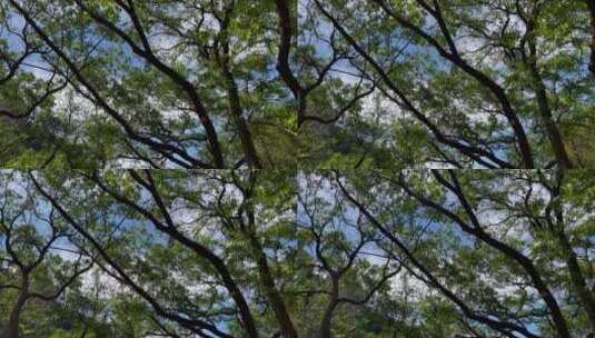 蓝天白云绿树林背景高清在线视频素材下载