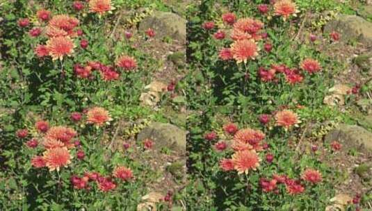 花园里的菊花高清在线视频素材下载