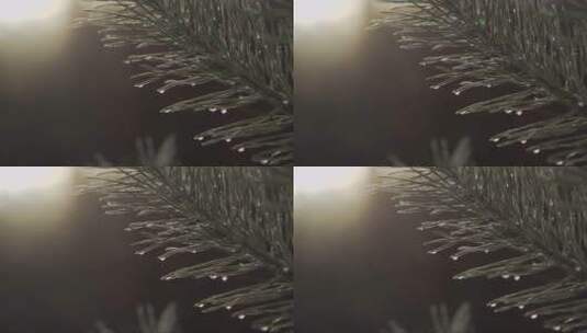 结满露水的松树树枝高清在线视频素材下载