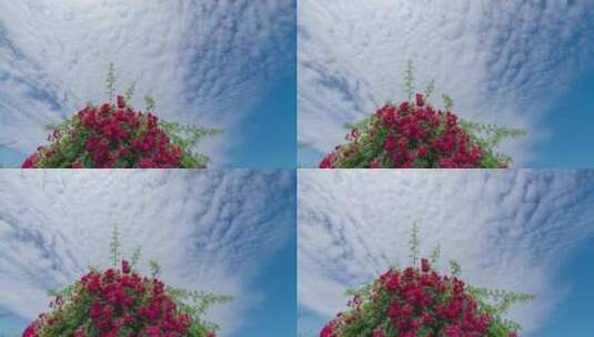 蓝天白云下的蔷薇花延时摄影高清在线视频素材下载