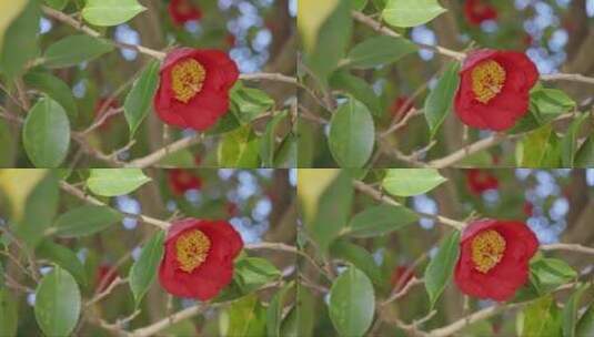 树枝上盛开的红山茶花高清在线视频素材下载