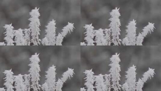 结满冰霜的小植物高清在线视频素材下载