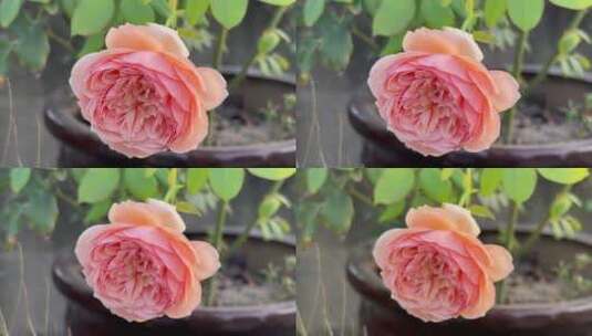玛克丽特王妃花朵高清在线视频素材下载