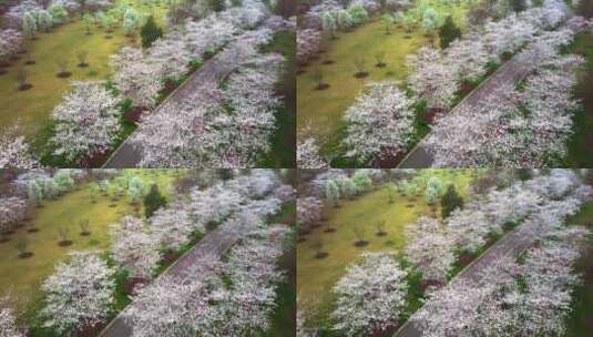 植物园樱花浪漫高清在线视频素材下载