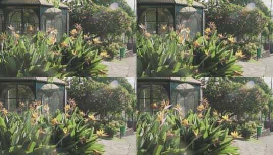 花园里的黄花高清在线视频素材下载