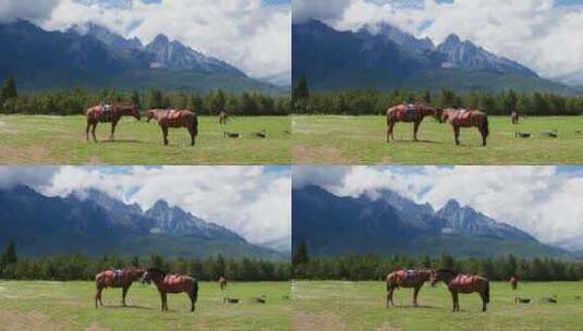 玉龙雪山脚草地上的马儿高清在线视频素材下载