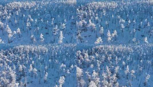 航拍林海雪原银色松林高清在线视频素材下载