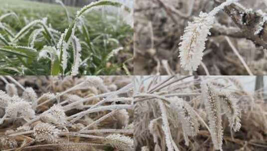 植物上的霜视频合集高清在线视频素材下载