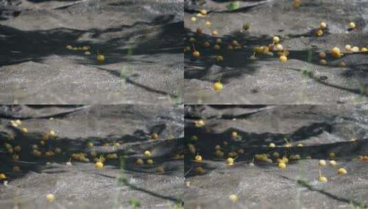 树上的果实掉落在地上高清在线视频素材下载