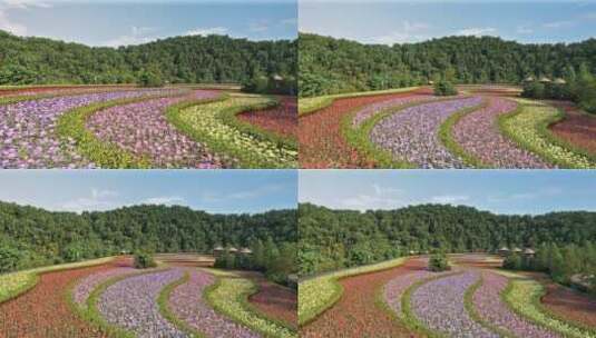 航拍彩色花海花圃三维动画高清在线视频素材下载