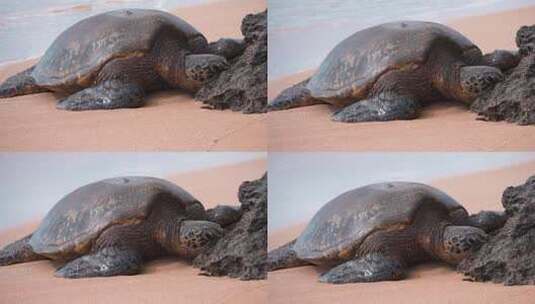 沙滩上的海龟高清在线视频素材下载