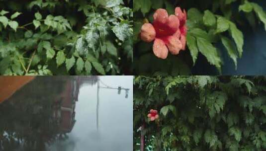 下雨雨后唯美意境高清在线视频素材下载