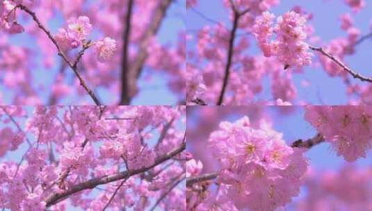 武汉大学樱花盛开蜜蜂采蜜特写高清在线视频素材下载