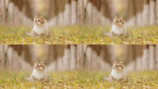 加菲猫银杏-06高清在线视频素材下载