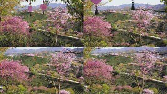 樱花树 茶园樱花美景 浪漫樱花茶园高清在线视频素材下载