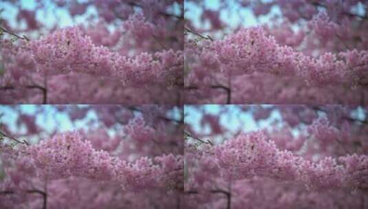 8K重庆南山植物园樱花高清在线视频素材下载