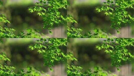 微风吹拂阳光下的绿色枫树叶高清在线视频素材下载