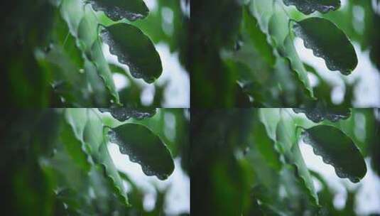 雨打树叶 小雨高清在线视频素材下载