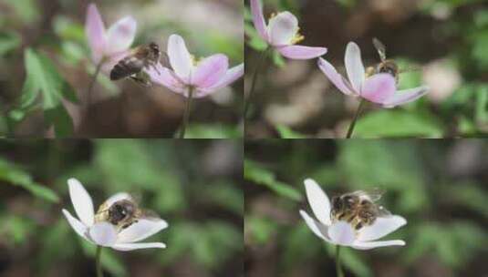 熊蜂蜜蜂花多采蜜特写慢镜头高清在线视频素材下载