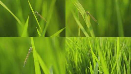 清晨绿草上漂亮的蜻蜓02   4k50p高清在线视频素材下载